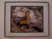 First of the Season - 8x10 Glossy Framed Photo