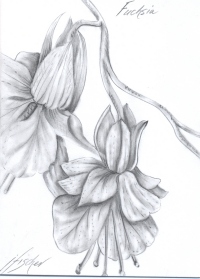 Floral Note Card - Scripture Pkg 8 - Begonia