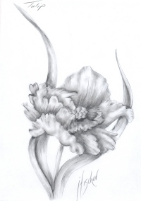 Floral Note Card - Scripture Pkg 8 -  Carnation