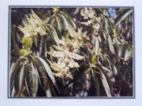 Note Card - Arbutus Flowers - Glossy Photo