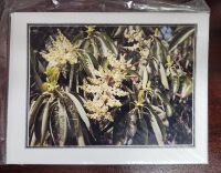Note Card - Arbutus Flowers