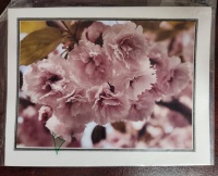 Note Card - Cherry Blossoms
