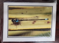 Note Card - Dragonfly At Rest