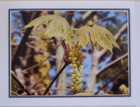 Note Card - Maple Flowers - Glossy Photo