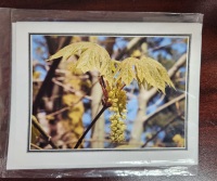 Note Card - Maple Flowers