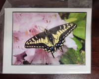 Note Card - Swallowtail on Pink Rhodo