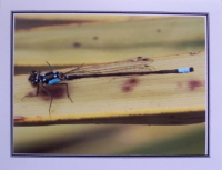 Note Card - Dragonfly At Rest - Direct Print