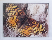 Note Card - First of the Season - Direct Print