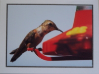 Note Card - Thetis Hummingbird - Direct Print