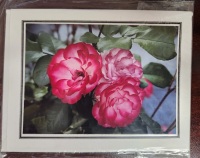 Note Card - Magenta Roses - Direct Print