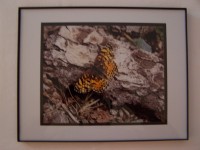 First of the Season - 8x10 Glossy Framed Photo