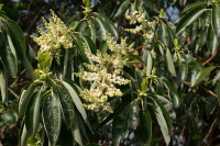 Coastal Flowers - 8x10 Glossy Photo Only