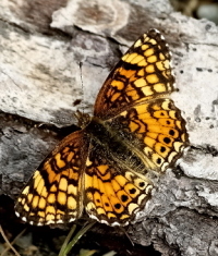 First of the Season - 8x10 Glossy Photo Only