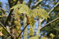 Maple Blossoms - 8x10 Glossy Photo Only