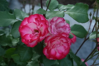 Rosy Perfection - 8x10 Glossy Photo Only