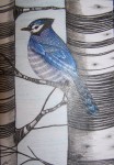 Postcard - Blue Jay among the birches