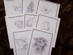 Floral Note Cards - Blank Pkg 8 -  Begonia