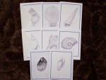 Seashell Note Cards - Blank Pkg 8