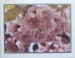 Note Card - Cherry Blossoms - Glossy Photo