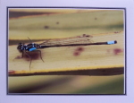 Note Card - Dragonfly At Rest - Glossy Photo