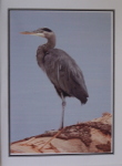 Note Card - Heron on Log - Glossy Photo