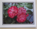 Note Card - Magenta Roses - Glossy Photo