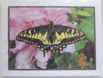 Note Card - Swallowtail Butterfly - Glossy Photo