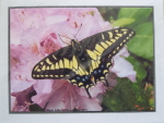 Note Card - Swallowtail on Pink Rhodo - Glossy Photo