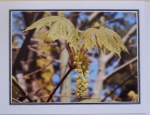 Note Card - Maple Flowers - Direct Print