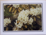 Note Card - Rhodo Purity - Direct Print