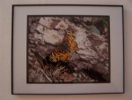 First of the Season - 8x10 Glossy Framed Photo