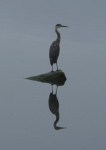 Reflective Heron - 8x10 Glossy Photo Only