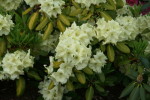 Rhodo Purity - 8x10 Glossy Photo Only